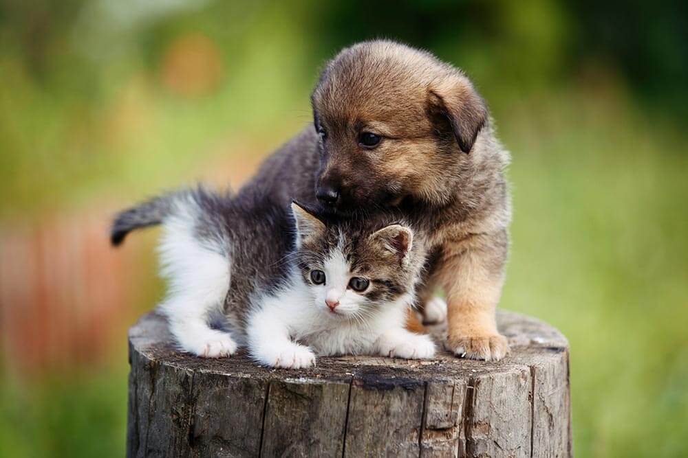 Cute puppy and kitten on the grass outdoor